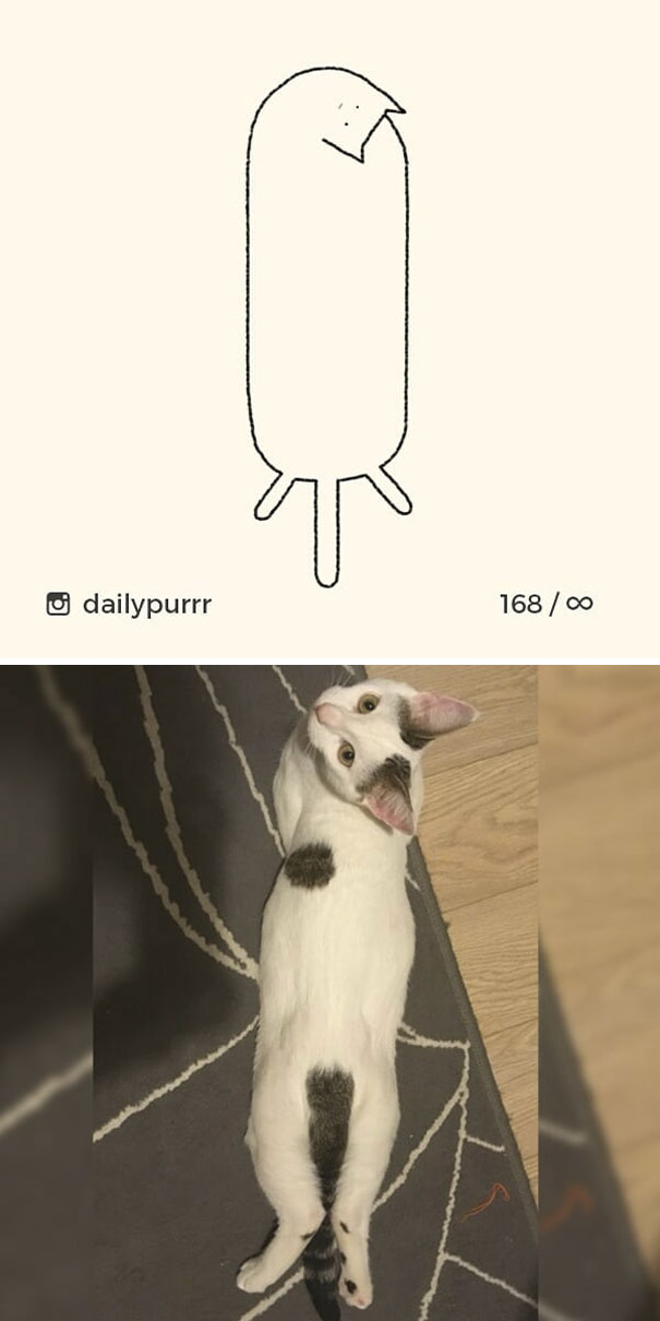 stupid-cat-drawings-dailypurrr-83-5af0184553ced_605.jpg