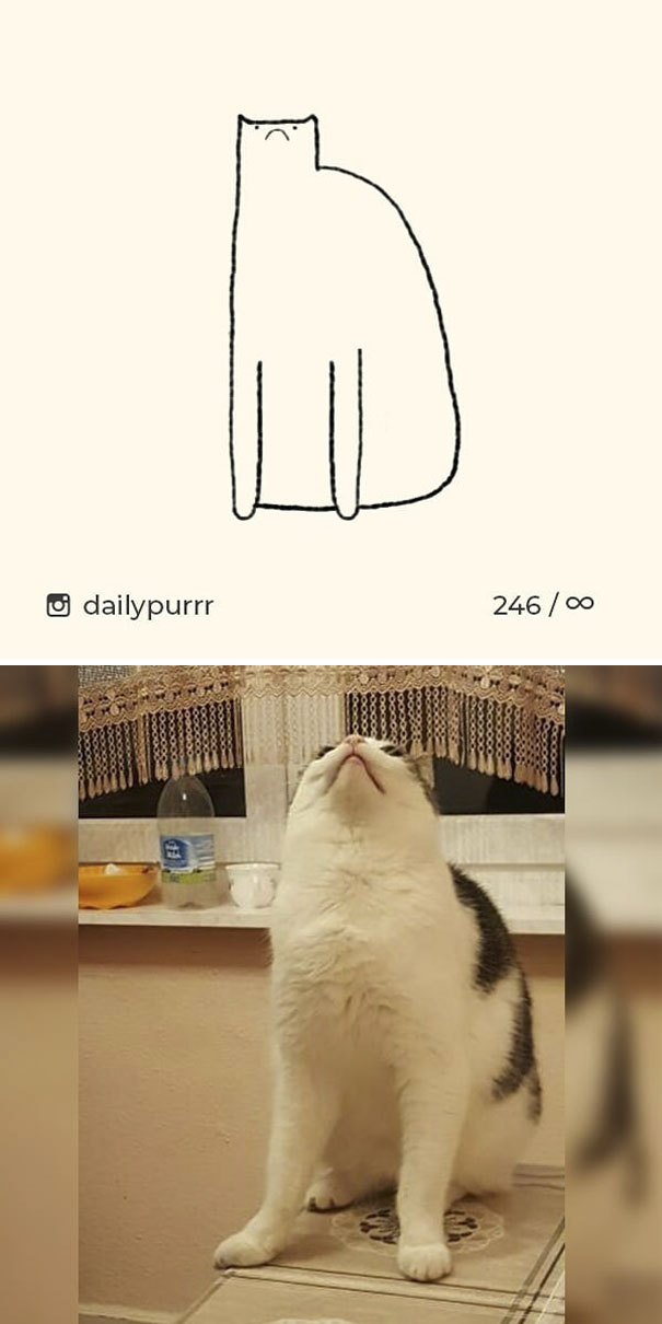 stupid-cat-drawings-dailypurrr-97-5af018627b6aa_605.jpg