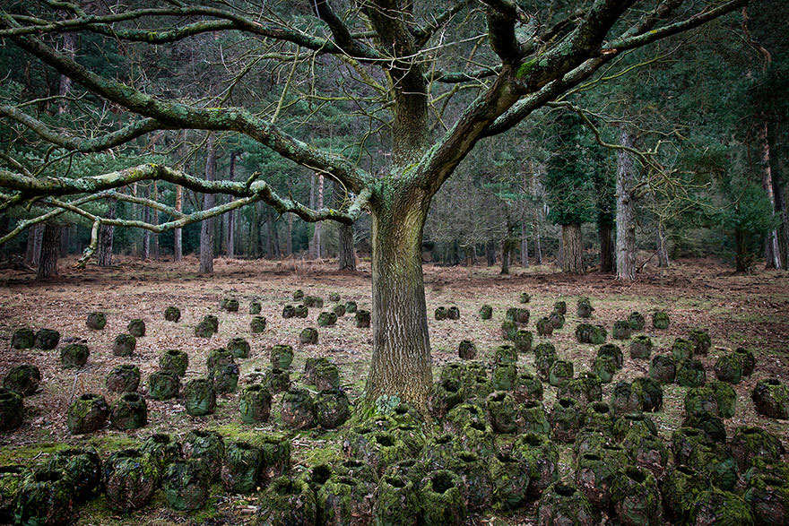 surreal-forest-photograhy-ellie-davis-15_880.jpg