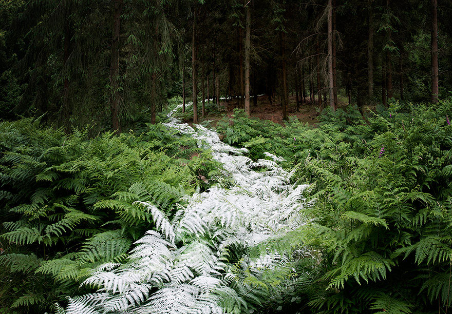 surreal-forest-photograhy-ellie-davis-23.jpg