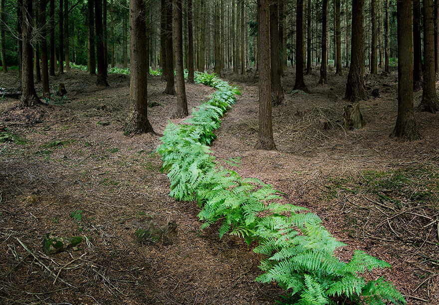 surreal-forest-photograhy-ellie-davis-6_880.jpg