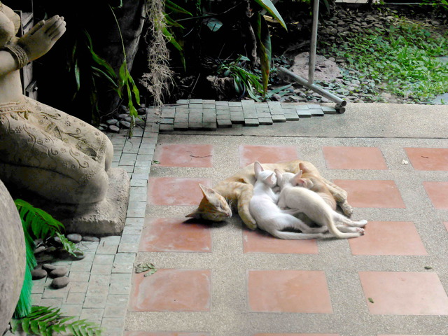 Egy boldog család Pattaján (A happy family in Pattaya)