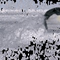 Slomo Pingvin