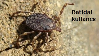 kullancs.jpg
