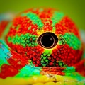 Párduckaméleon – Biológiai betekintés