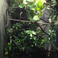 Párduckaméleon tartása terráriumban