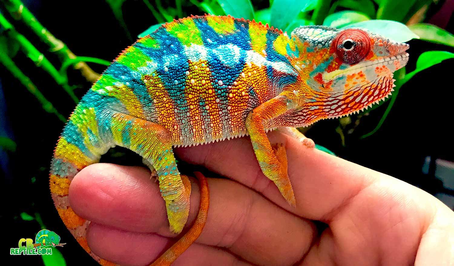 ambilobe-panther-chameleon-breeder.jpg