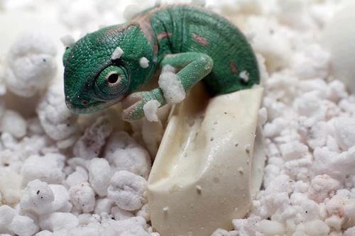 baby-kameleon.jpg