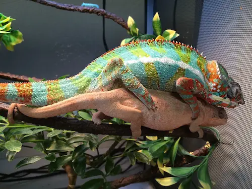 breeding-panther-chameleons.webp