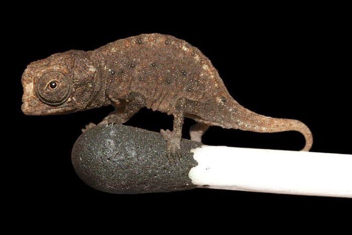 Brookesia Micra Kaméleon