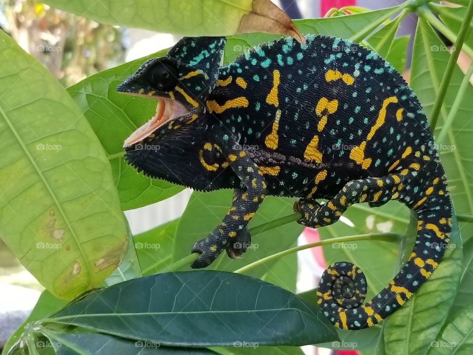 Gravid Nőstény Sisakos Kaméleon