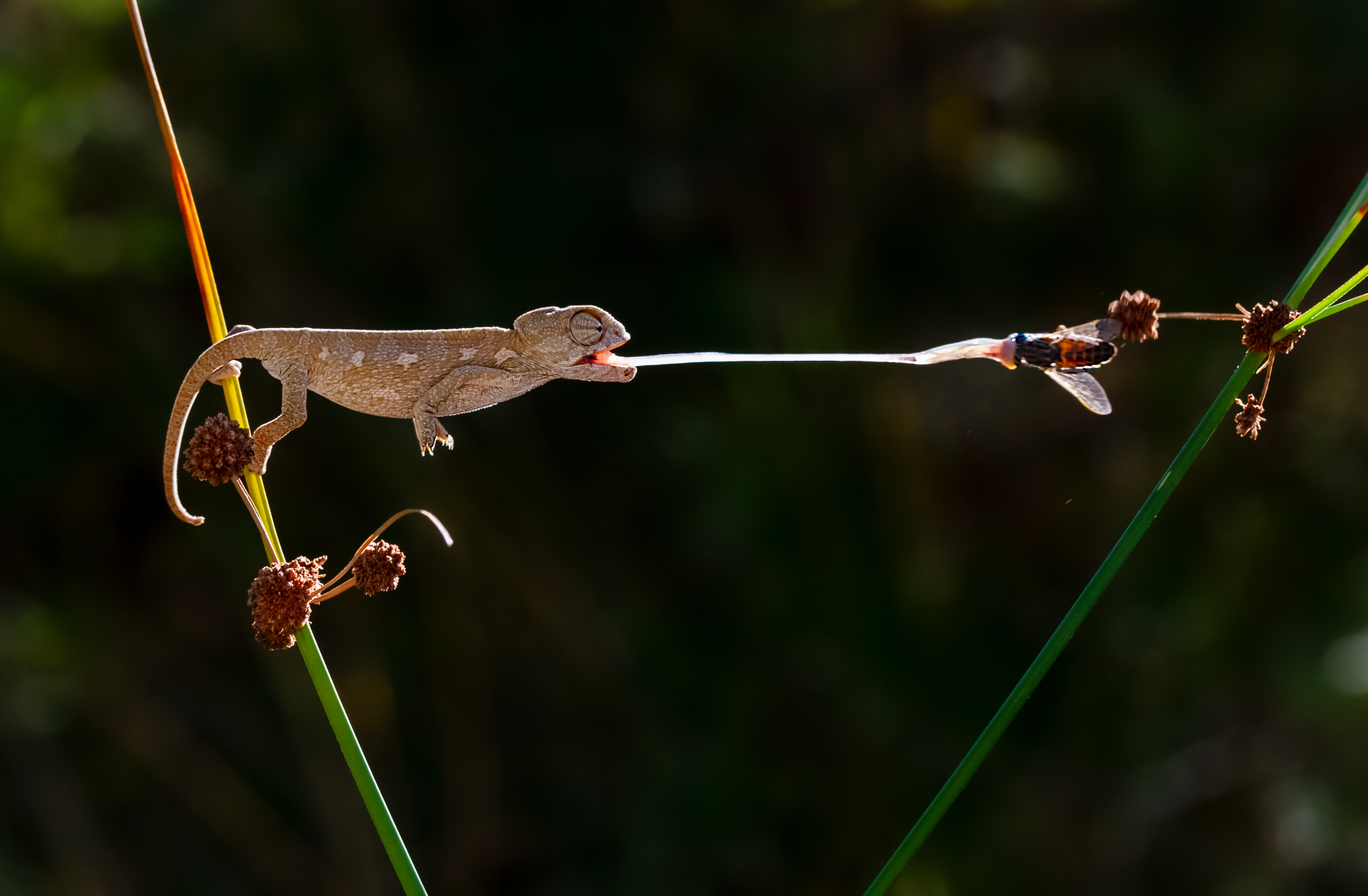 hunter_baby_chameleon.jpg