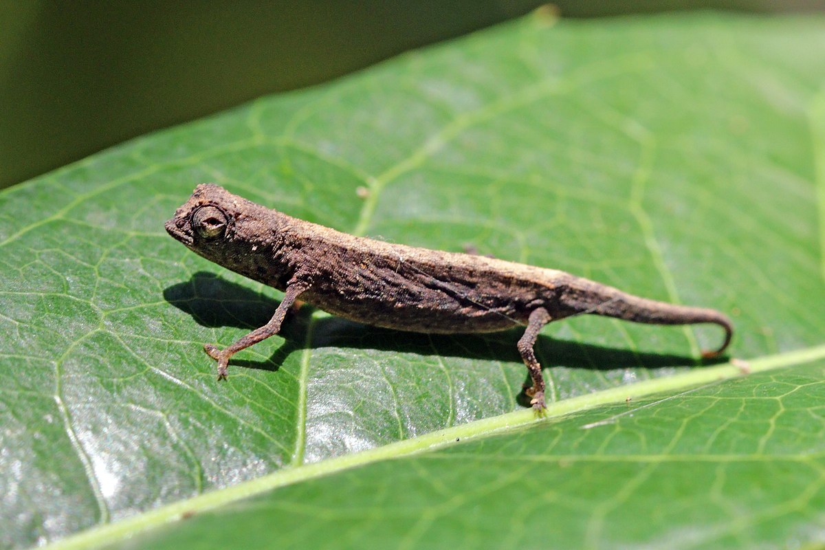 minute_leaf_chameleon_brookesia_minima_lokobe.jpg