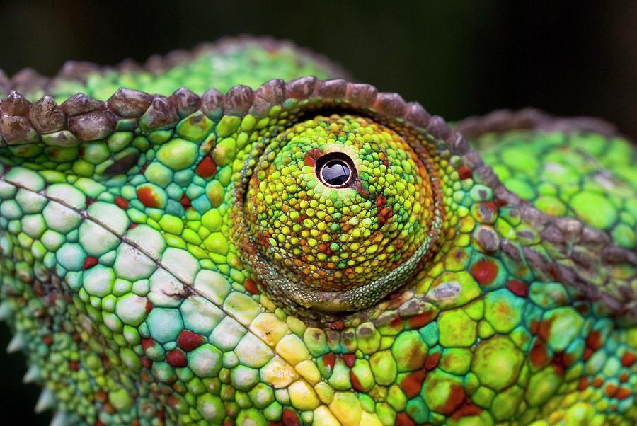 panther-chameleon-eye-philippe-psailascience-photo-library.jpg