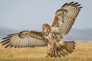 Imperial Eagles: Why Hungary is the Best Place to See the "King of Birds"