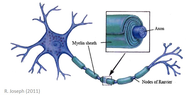 myelin2.jpg