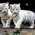 Kaohsiung Zoo - Fehér tigrisek érkeznek?