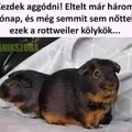 Azt őszt azért még megvárom