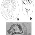 Egy erdélyi érdekesség: a Protodinychus evansi Huţu & Calugar, 2002