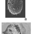 Egy mediterrán korongatka faj, a Trematurella elegans (Kramer, 1882) Erdélyben