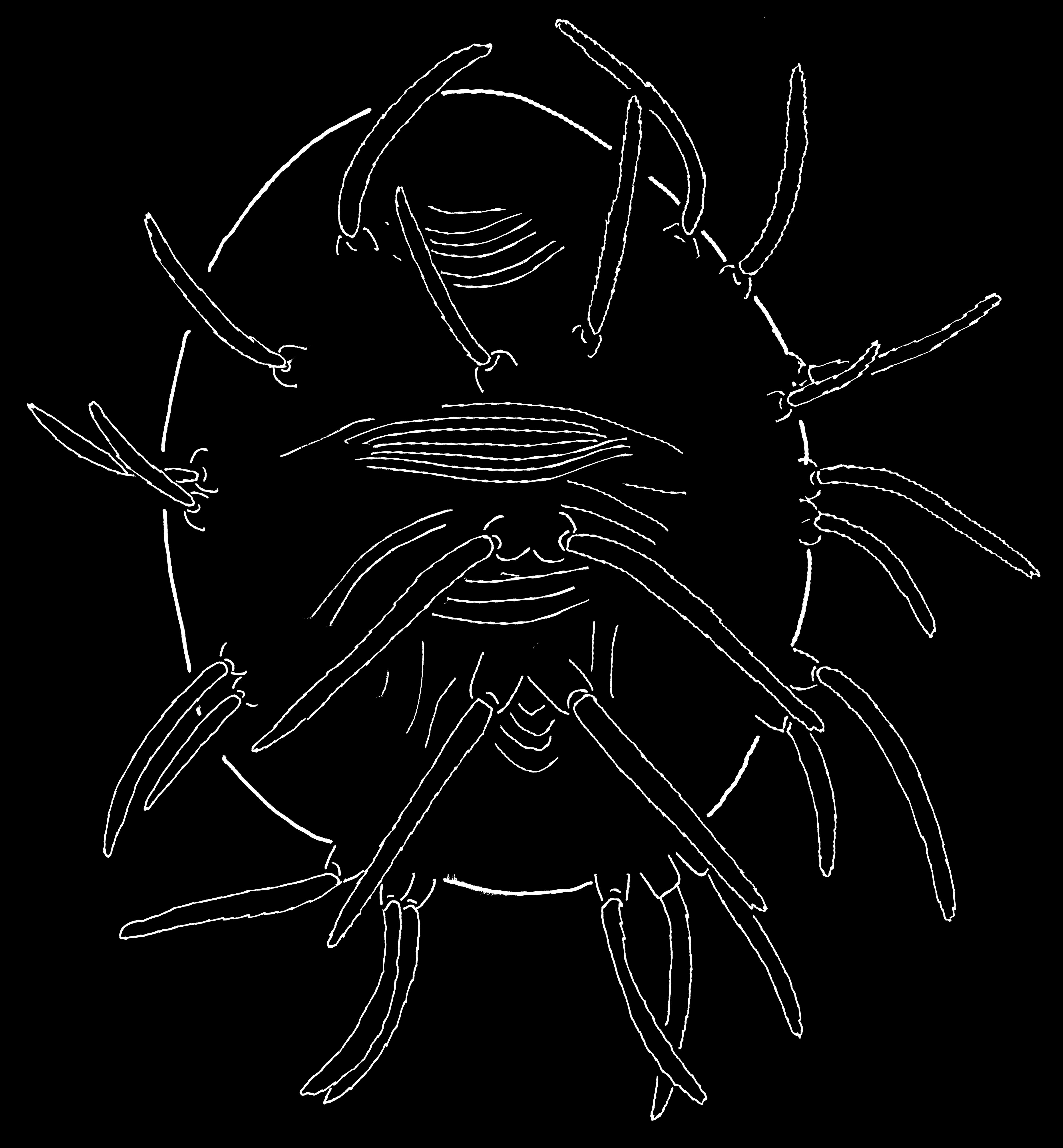 T-horridus (2).jpg