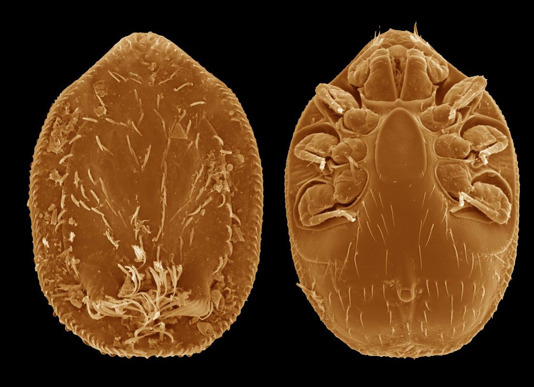 Trigonuropoda_(Baloghiatrigon)_dominicana.jpg