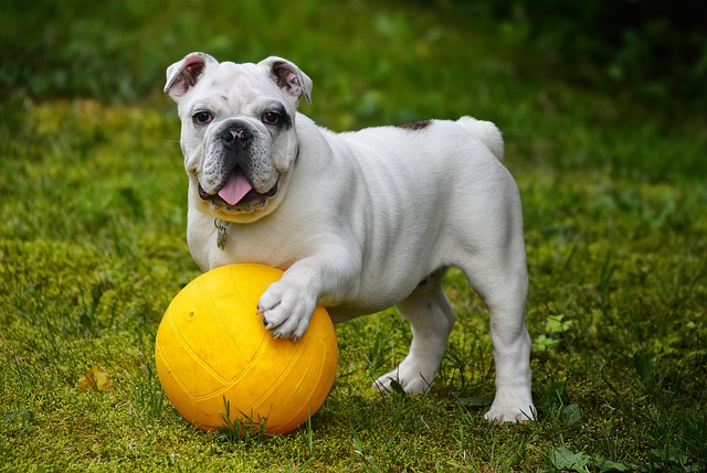 english-bulldog-562723_640.jpg