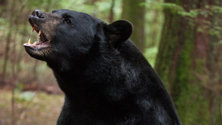 black-bear-backcountry-movie_h.jpg