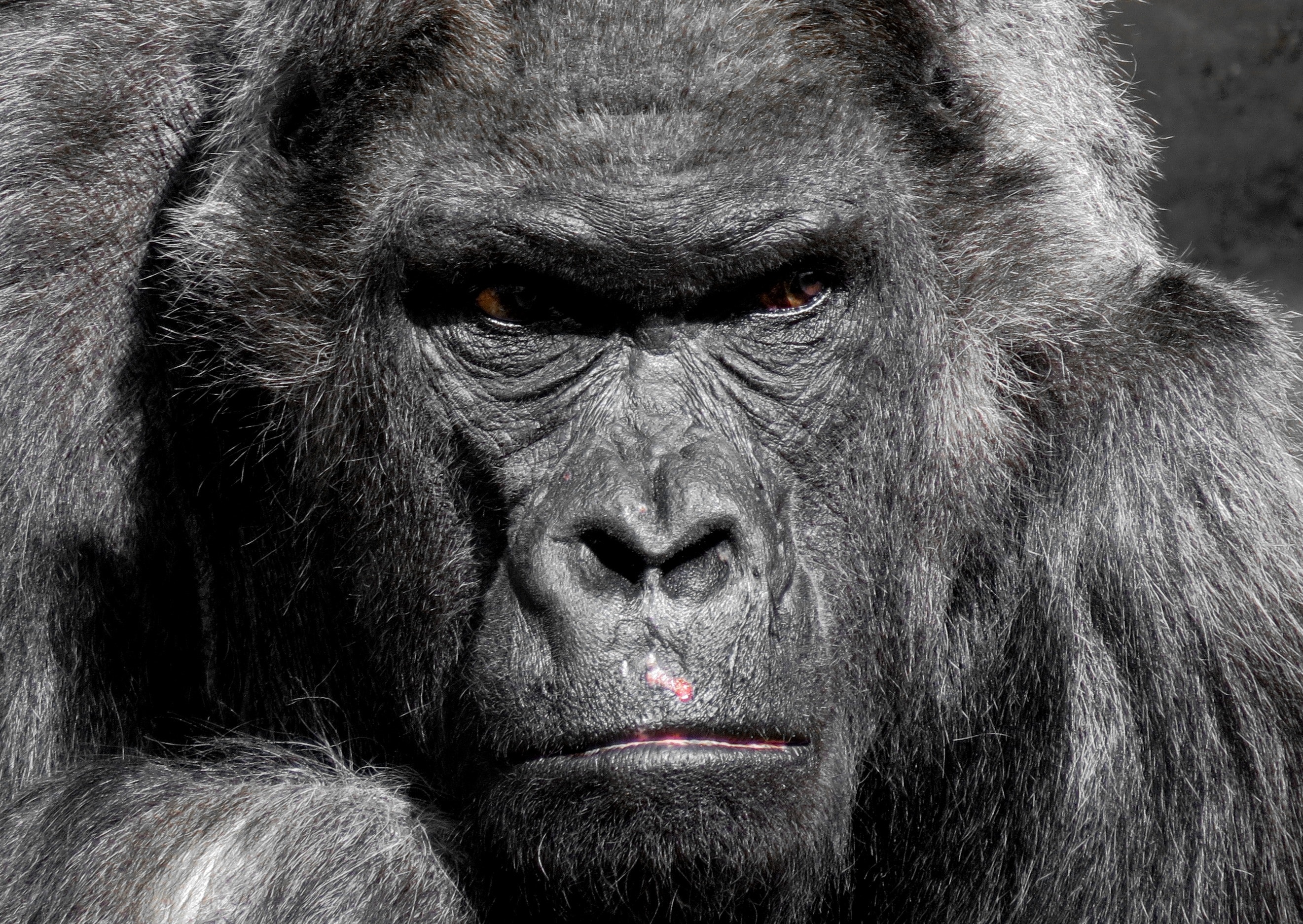 gorilla-animal-35992.jpg