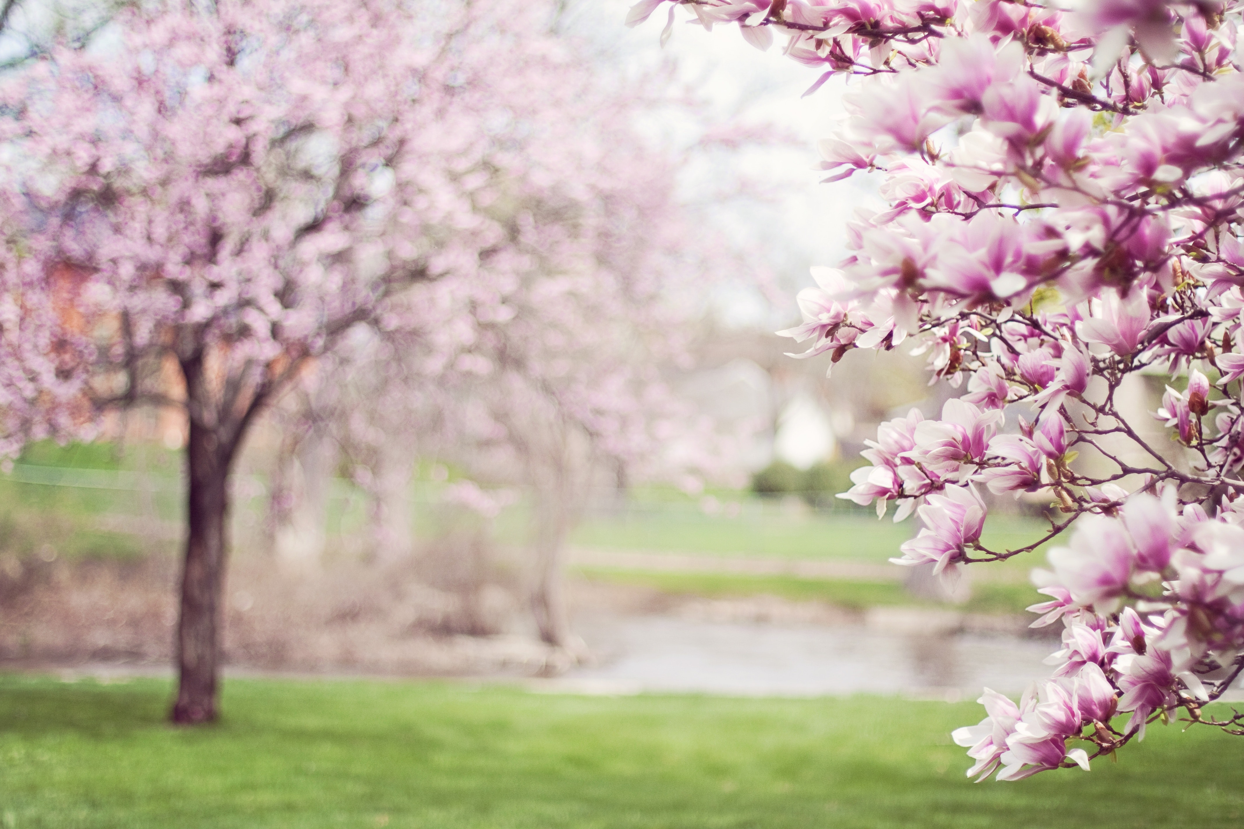 pink-cherry-blossom-tree-38910.jpg