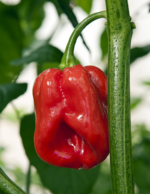 hawaiian_habanero346.jpg