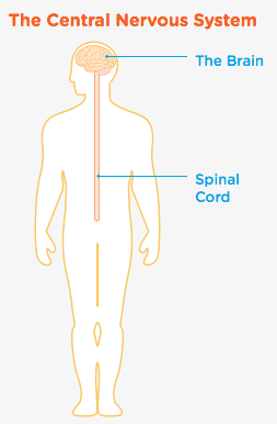 central-nervous-system.png