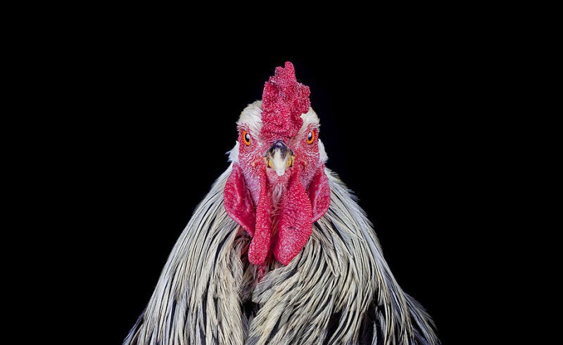 malay-ayam-serama-chickens-photography-ernest-goh-2.jpg