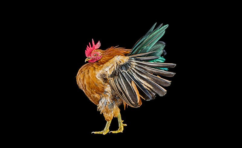 malay-ayam-serama-chickens-photography-ernest-goh-5.jpg