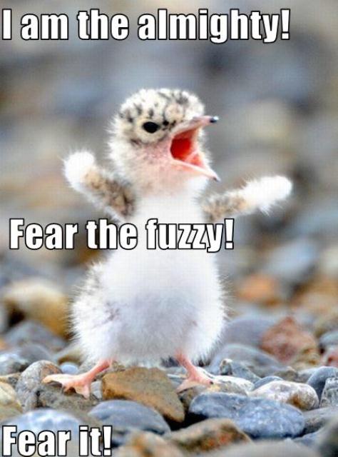 funny-pictures-tiny-bird-is-fierce.jpg