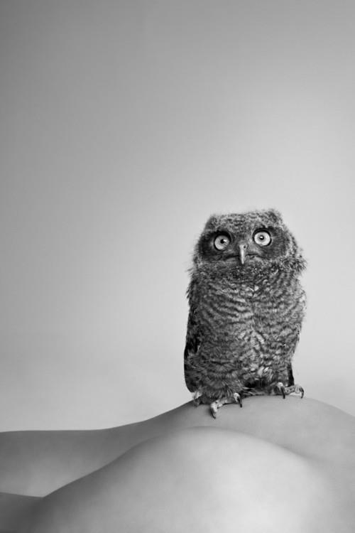 sexy owl.jpg