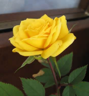 sárga rózsa.jpg
