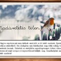 Madáretetés télen