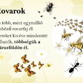 Rovarok