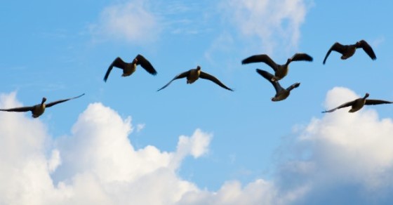 group-of-flying-geese_vagva.jpg
