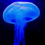meduza.jpg