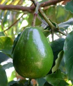 avocado10.jpg
