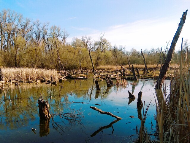 Tisza-holtág tanösvény és ártéri pallósor, Mártély