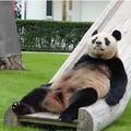 Pihen a panda