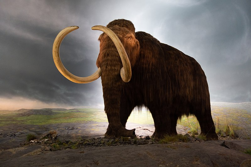 Dekódolhatják az 52 ezer éve kihalt gyapjas mamut genetikai kódját