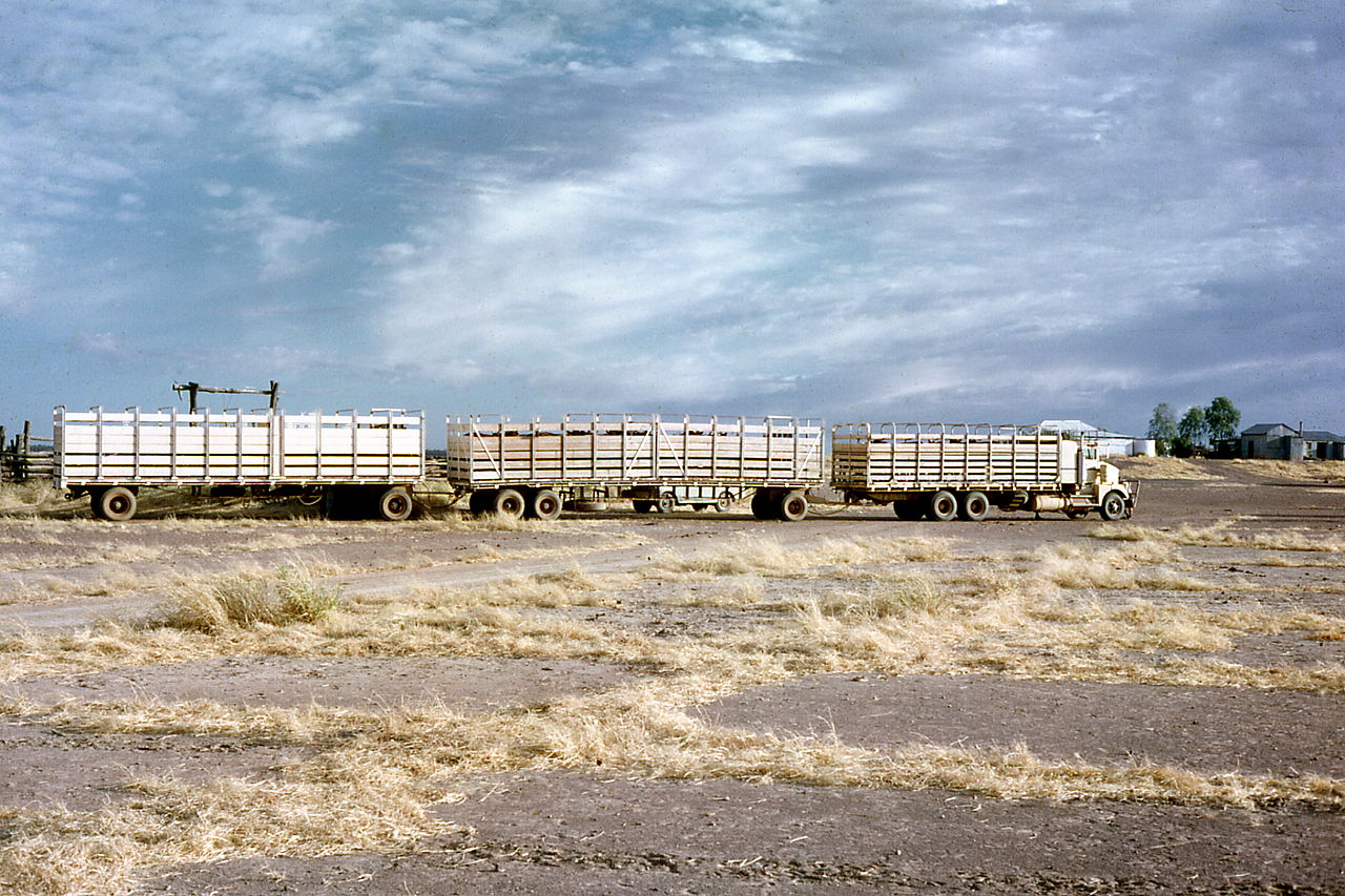 1280px-Early_Cattle_Road_Trains_at_Louisa.jpg
