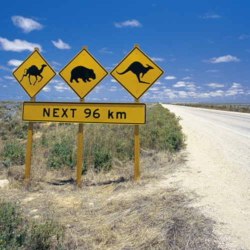 Kangaroo-Signs.jpg