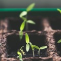 A kertészkedés művészete: 5 tipp az áprilisi vetéshez