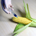 Csökkenti a termékenységet a génmódosított kukorica - tegyél ellene