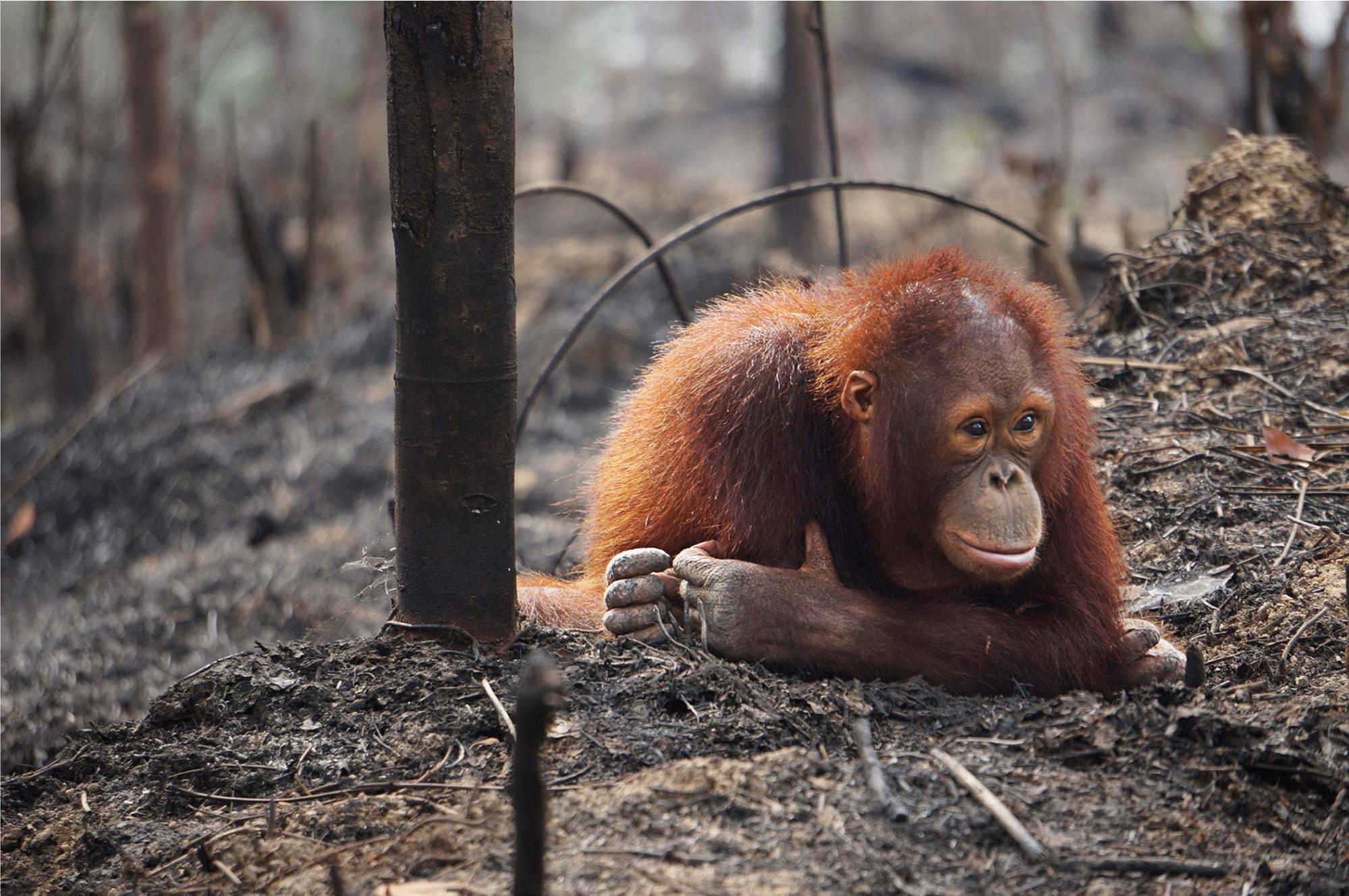 orangutan_greenpeace_australia_pacific.jpg
